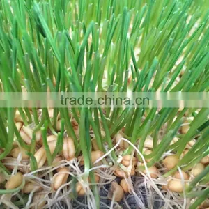 Hydroponics Animal Fodder Machinprofessional Automatic Oat Rooting Machine /bean Budding Machine/animal Fodder Sprouting Machine thumbnail-5