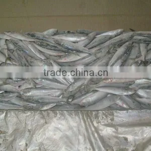 Frozen Sardine Whole Round thumbnail-2