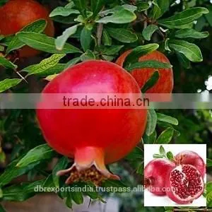 Pomegranate Seed Oil thumbnail-1