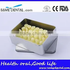 Dental Models 1.2 Times the Tooth Model School Education Teaching thumbnail-2