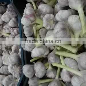 Liliaceous Vegetabless Product Type and Garlic 2017 thumbnail-5