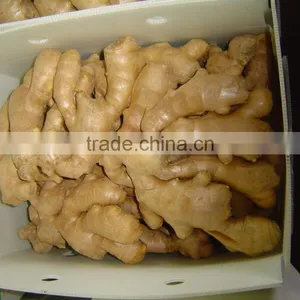 Fresh Ginger thumbnail-6