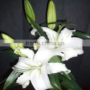 Hot Sale Fresh Cut Lily Flowers From Original Flower Plants thumbnail-4