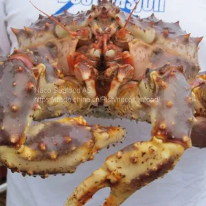 Norwegian Red King Crab, King Crab Legs With Clusters,Live Red King Crab Mud Crab, Live Dungeness Crab thumbnail-3