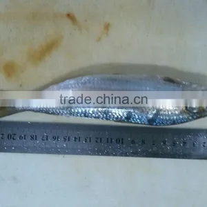 Sardine for Bait thumbnail-1