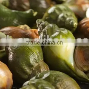Jade Whelk thumbnail-2
