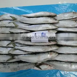 30-50G Top Quality Frozen Sardine Fish thumbnail-1