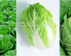 Fresh Cabbage thumbnail-1
