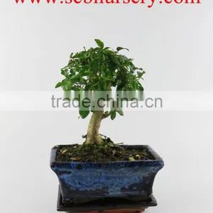 Ligustrum 15cm Ball thumbnail-1