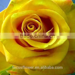 Dubai Fresh Flower Importers Rose Flowers Rare Rose Fresh Anthurium Rose Wholesale All Types of Flowers Wholesale thumbnail-5