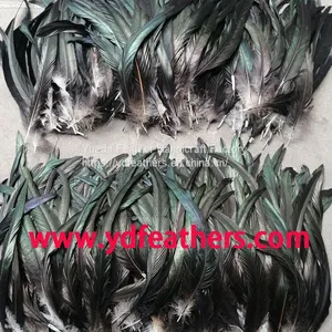 Black Rooster/Coque/Cock Tail Feather 12-14