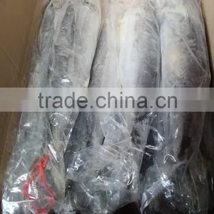 High Quality WR IQF Frozen Spanish Mackerel and Scomberomorus Niphonius thumbnail-4