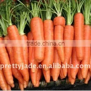 Chinese Dehydrated Carrot thumbnail-1