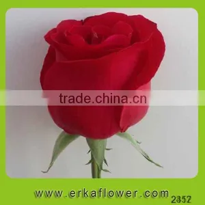 Hot Sale Antirrhinum Rose Seedlings thumbnail-5