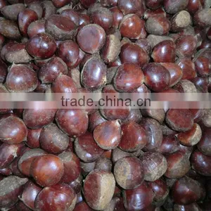 Wholesale Chestnut /Horse Chestnut/Chestnut From Fty thumbnail-2
