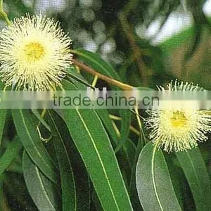 Eucalyptus Oil ( Complies to IP ) thumbnail-1