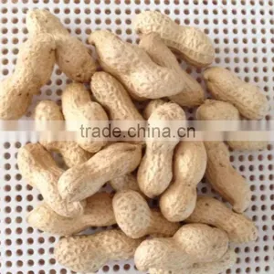 Peanut Kernels 38-42, 28-32, 24-28 thumbnail-2
