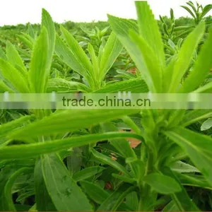100% Pure Natural Sweetener 80% Rebaudioside A Stevia Leaf Extract Stevia Extract RA80% thumbnail-2