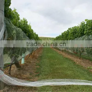 (20 Years Shanghai Factory) Hot Season , New Arrival, Agriculture HDPE Knotted Mesh Vineyard Net , 24 GSM / 20101-24 thumbnail-4