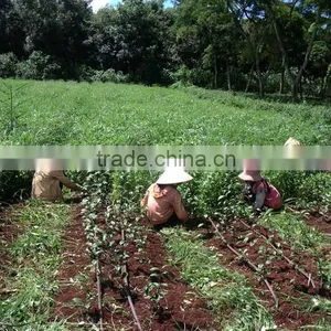 Vietnamese High Quality GREEN TEA thumbnail-4