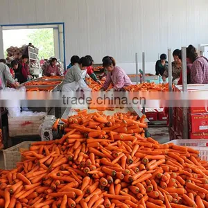 Chinese Fresh Carot of 2016 Crop thumbnail-1