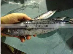 Chinese Export Frozen Bonito Fish Whole Round thumbnail-1