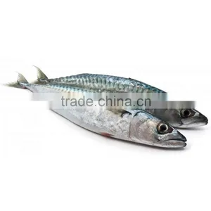 High Quality Sea Frozen Fish Mackerel Wholesale thumbnail-1