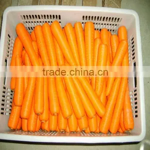 Yellow Carrot Price thumbnail-1