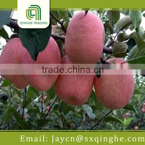 Fresh Fuji Apple Packing thumbnail-1