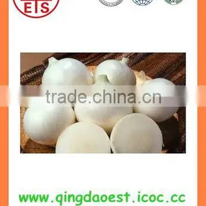 Export Best Quality Fresh Red Yellow White Onion thumbnail-5