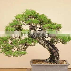 Bonsai thumbnail-1
