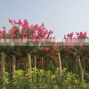 Heirloom Lagerstroemia Crape Myrtlette Crepe Myrtle Dwarf Shrubs Bonsai Red Bulk Seeds thumbnail-4