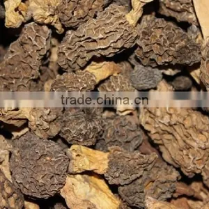 Organic Morels Conica Mushroom Dried Morel thumbnail-1