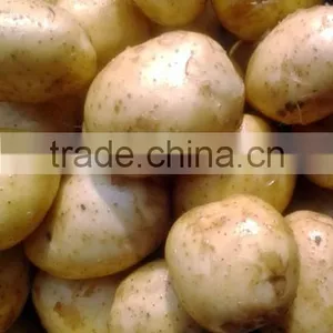 Fresh Potato From Bangladesh thumbnail-1