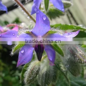 Best Price and Quality Cold Pressed Organic Borage Oil Bulk Plant Extract thumbnail-3