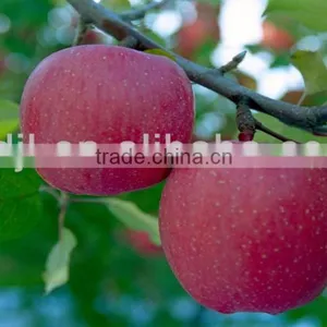 Chitosan for Agriculture Plant Soil Regulator and Root Promotor thumbnail-5