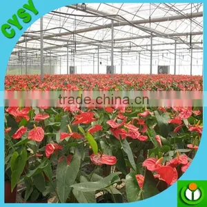 PE Type Multifunction Vegetable Fruit Shade Net for House Farming thumbnail-1