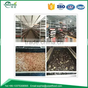 Bird Food of Dried Mealworm thumbnail-4