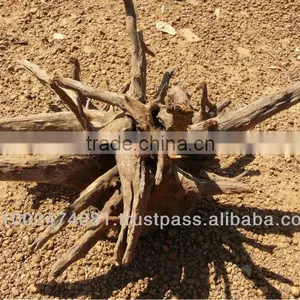 Unique Tree Roots thumbnail-1