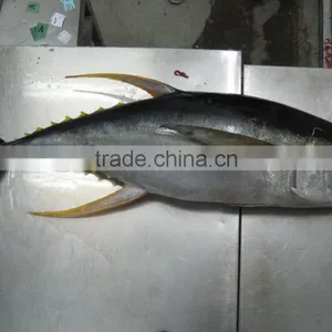 Thunnus Albacares thumbnail-5