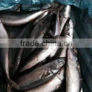 Iran Fish Frozen Mackerel thumbnail-2