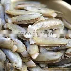 Frozen Whole Razor Clam thumbnail-1