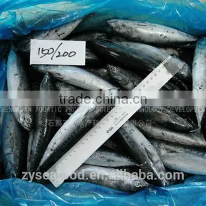 Frozen Fresh Fish Frozen Bonito for Export thumbnail-1
