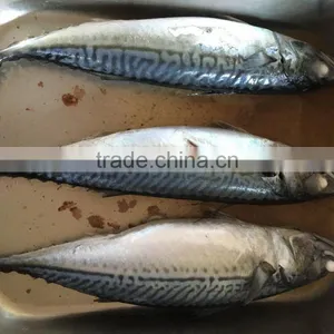 New Landing Fresh Sea Frozen High Quality HGT Fish Pacific Mackerel Scomber Japonicus thumbnail-3