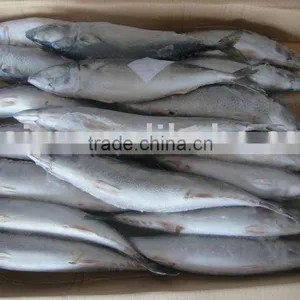 Frozen Mackerel 500g up thumbnail-1