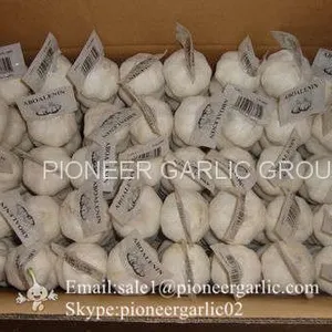 100% Nature Made 5.5cm Pure White Garlic Cultivated In Jinxiang Shandong China thumbnail-1