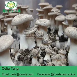 DRIED KING OYSTER MUSHROOM thumbnail-4