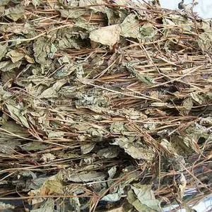 Herbal Medicine Houttuynia thumbnail-4