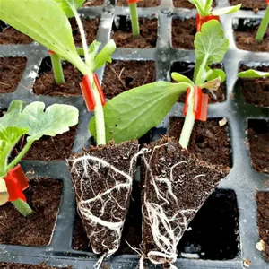 Transparent Plant Grafting Clips Silicon Grafting Clips for Medical Use Gardening Tools Tomato Grafting Clips thumbnail-5