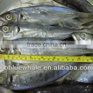 Jack Mackerel Tin Fish Horse Mackerel Hot Saleing Overseas thumbnail-1